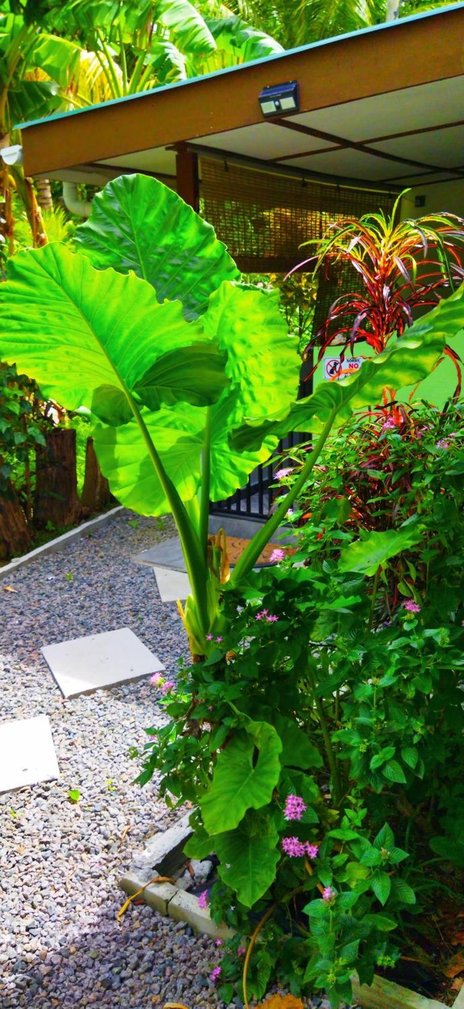 Dan Zoranz Self Catering Guest House La Digue Exteriör bild